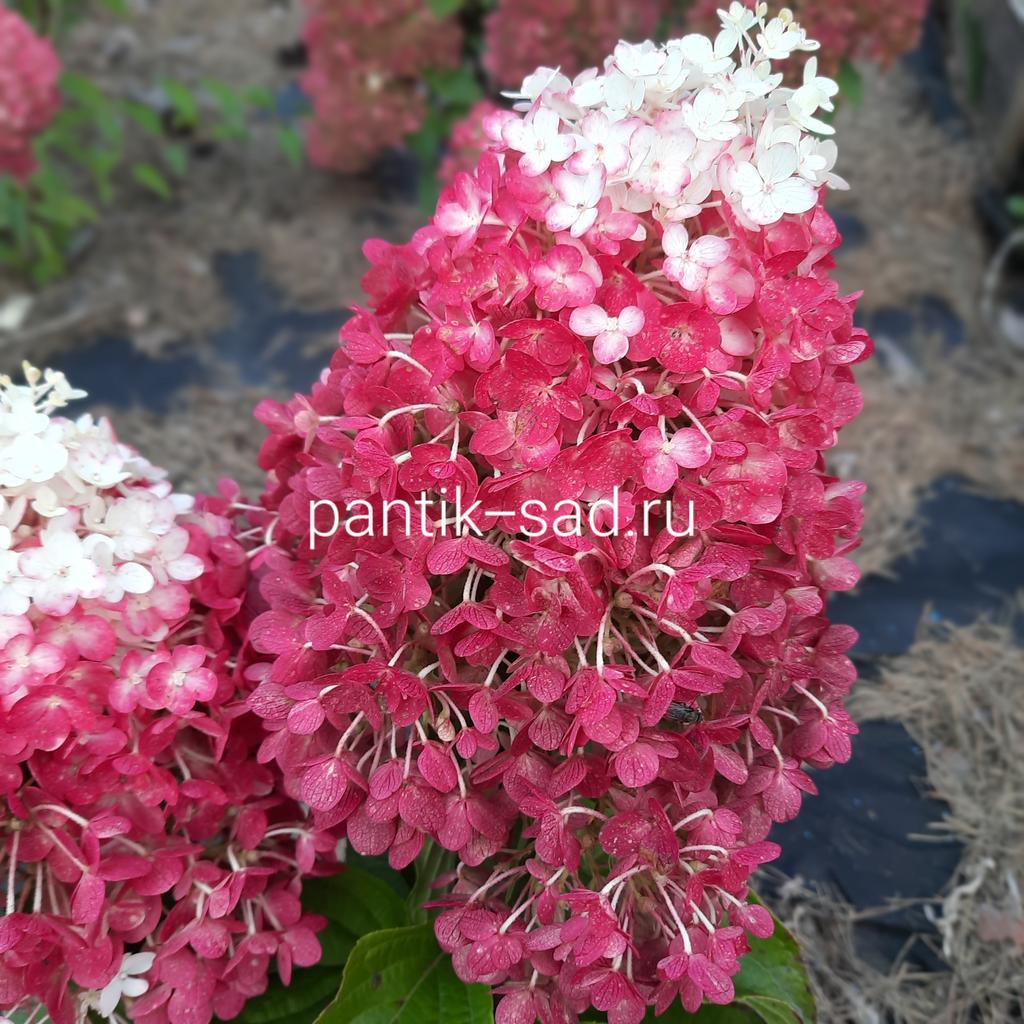 Метельчатая гортензия "Ред Вельвет" (Red Velvet)