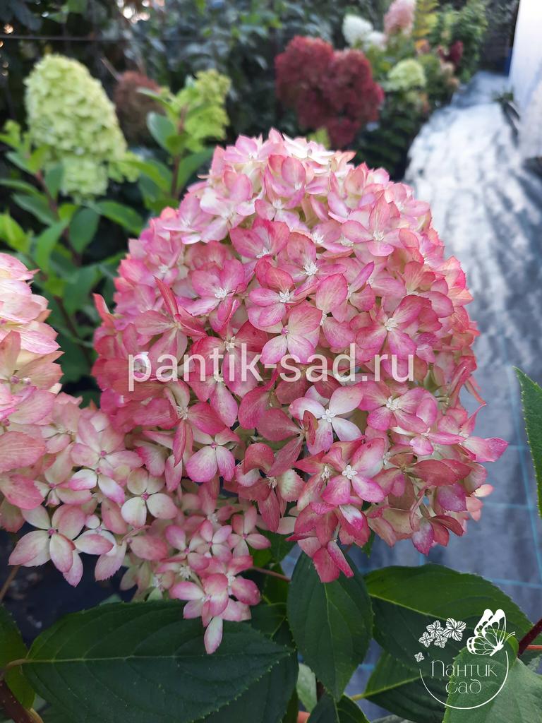 Метельчатая гортензия "Литл Лав" (Little Love)