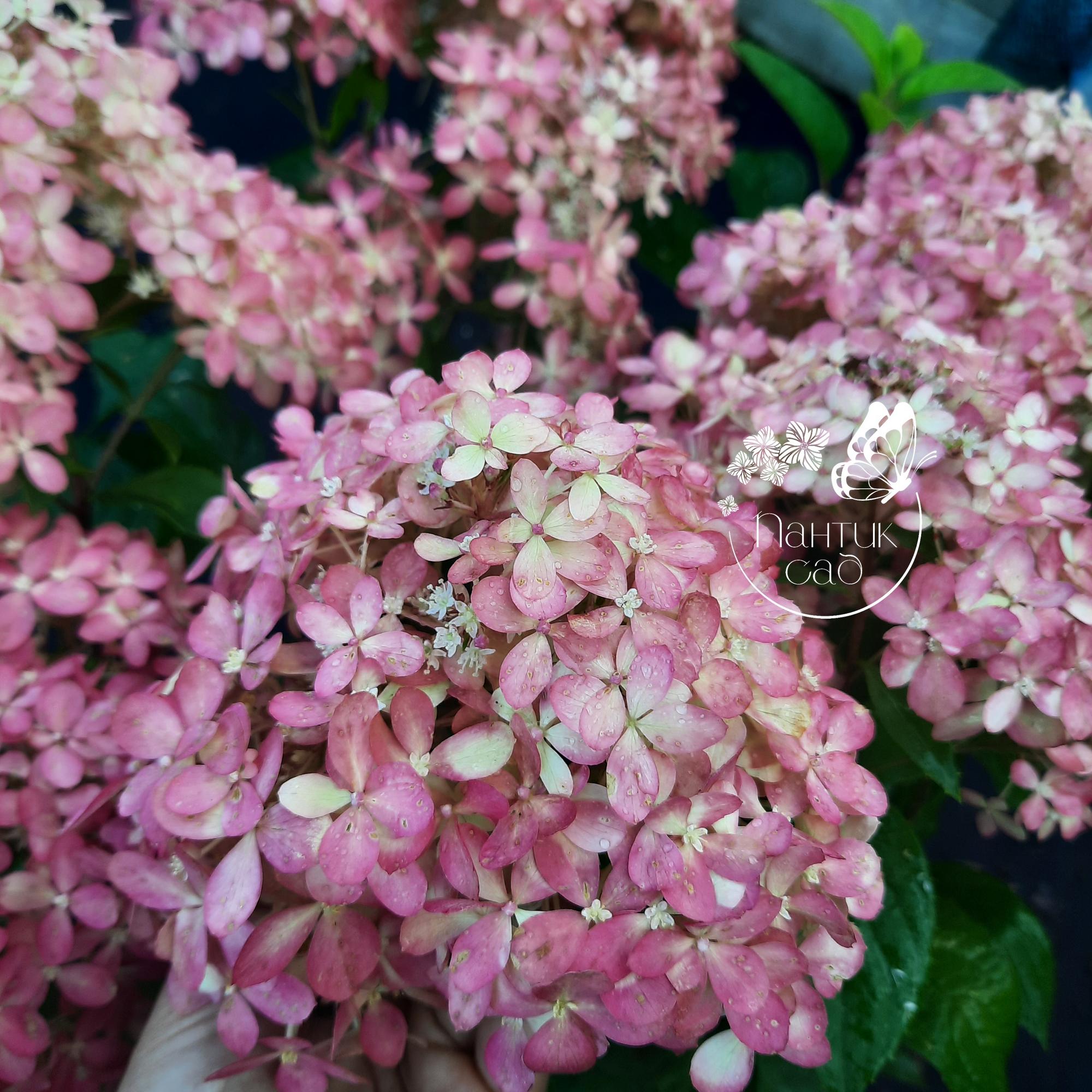 Метельчатая гортензия "Литл Лав" (Little Love)