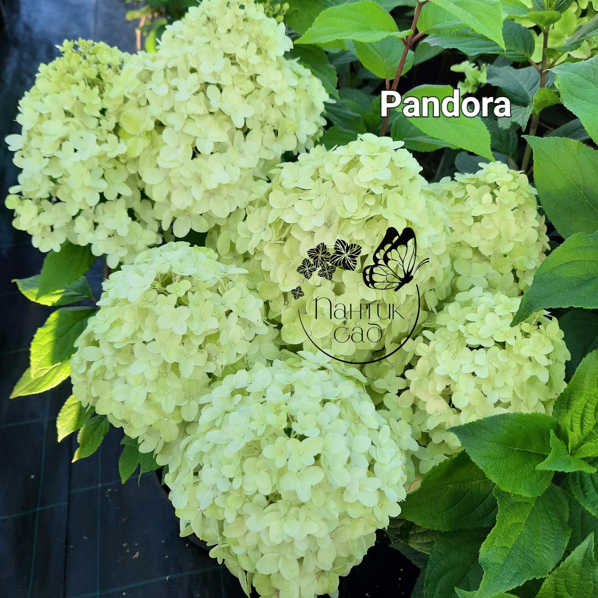 Метельчатая гортензия "Пандора"  (Pandora)