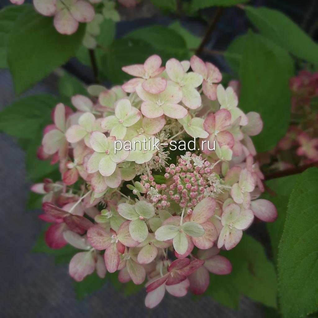 Метельчатая гортензия "Панфлора"  (Panflora)