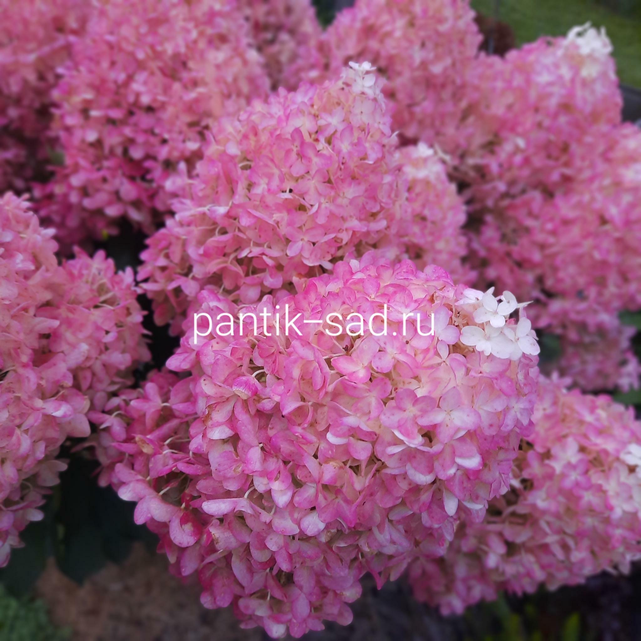 Метельчатая гортензия "Pinkachu " (Пинкачу)