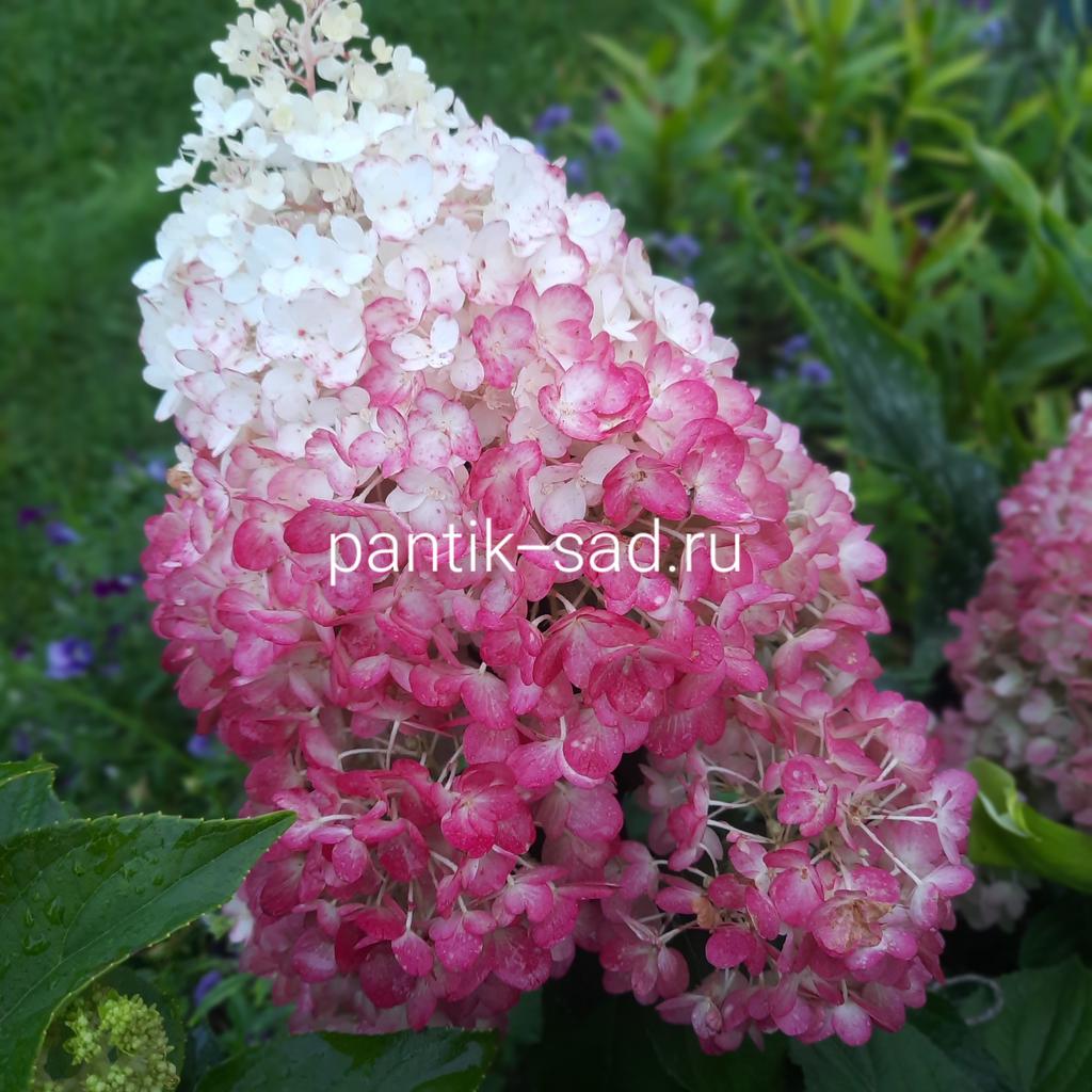 Метельчатая гортензия "Стробери Блоссом" (Strawberry Blossom)