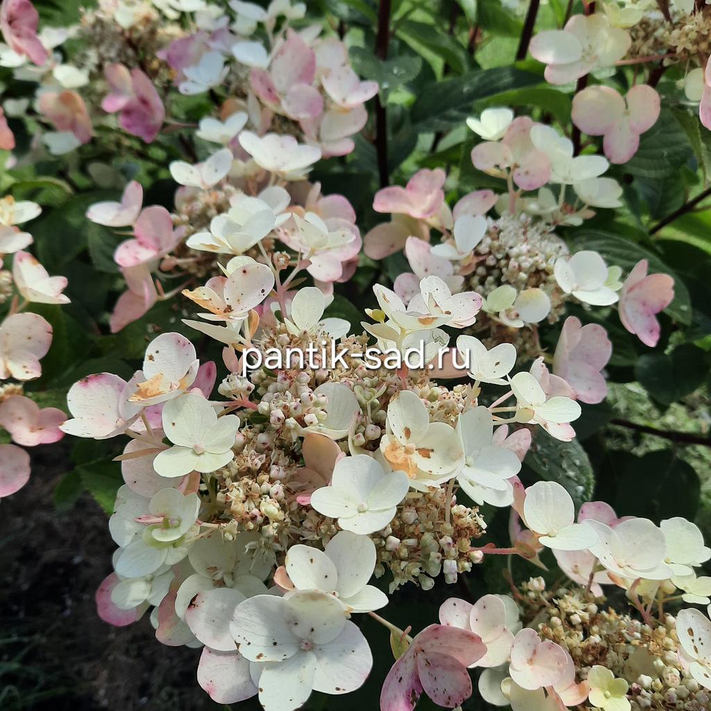 Метельчатая гортензия "Эрли Сенсейшен " (Early Sansation)