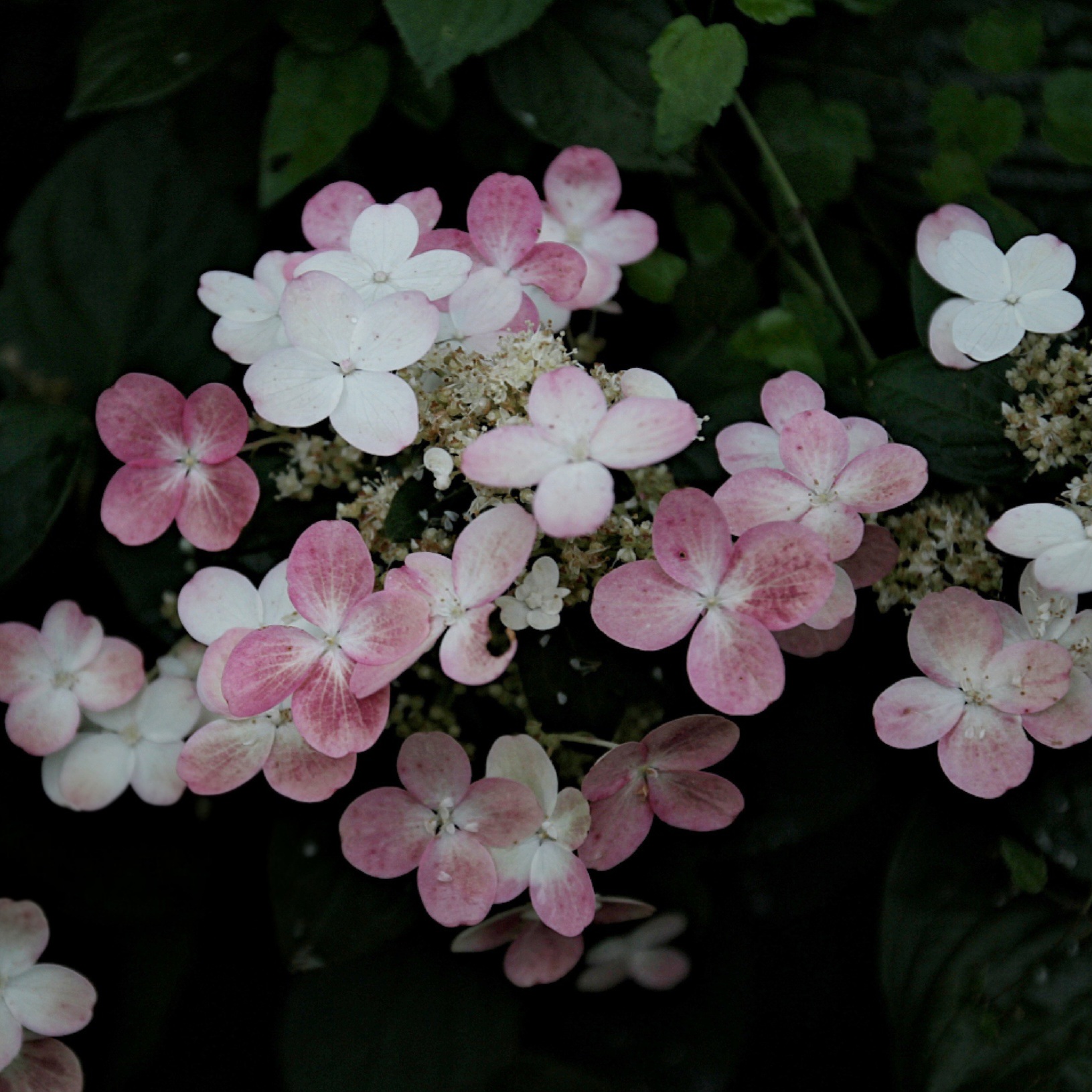 Метельчатая гортензия "Эрли Сенсейшен " (Early Sansation)