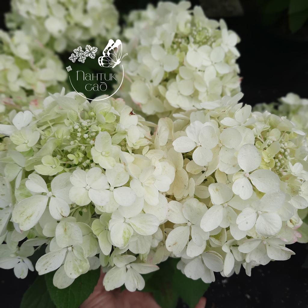 Метельчатая гортензия "Пантера"  (Pantera)