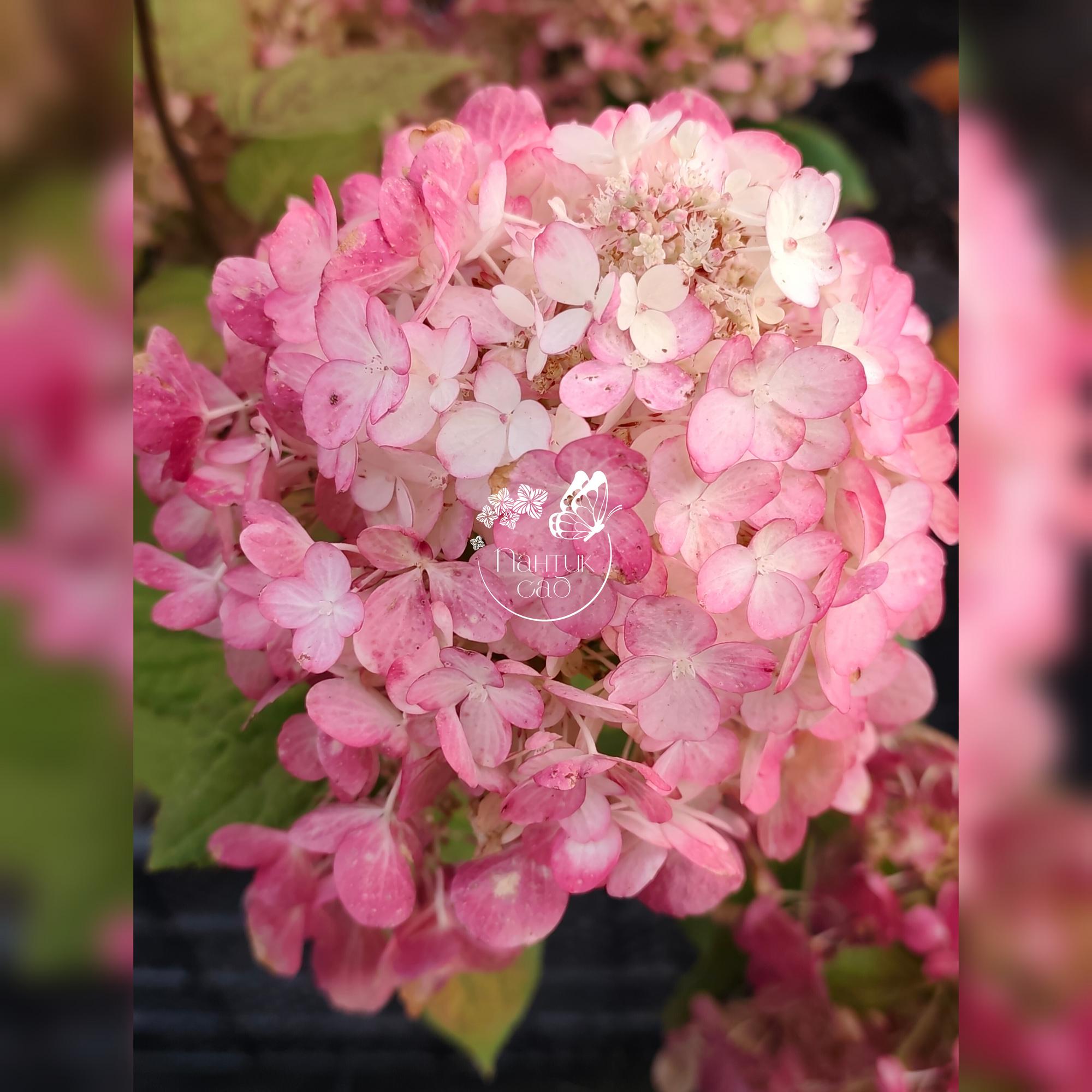 Метельчатая гортензия "Пантера"  (Pantera)