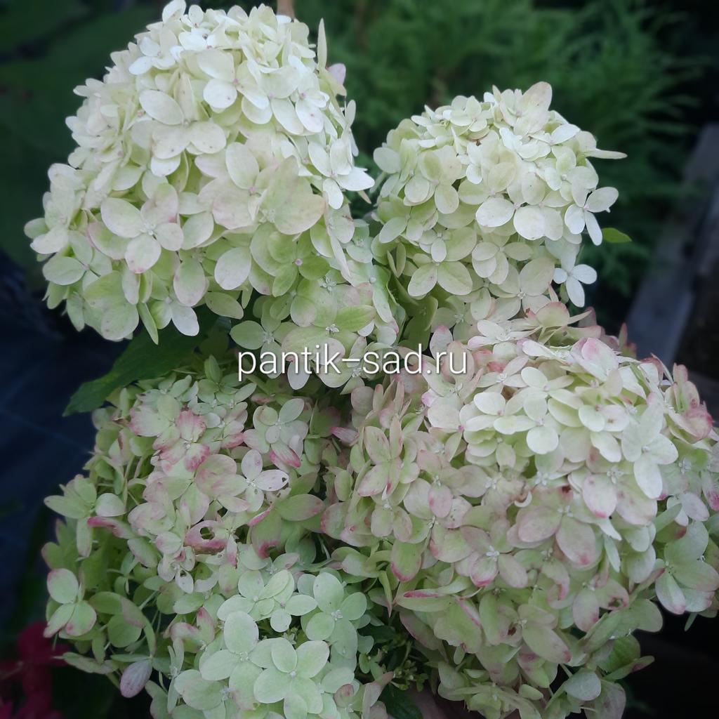 Метельчатая гортензия "Гарденлайт Гринлайт" (Gardenlight Greenlight)