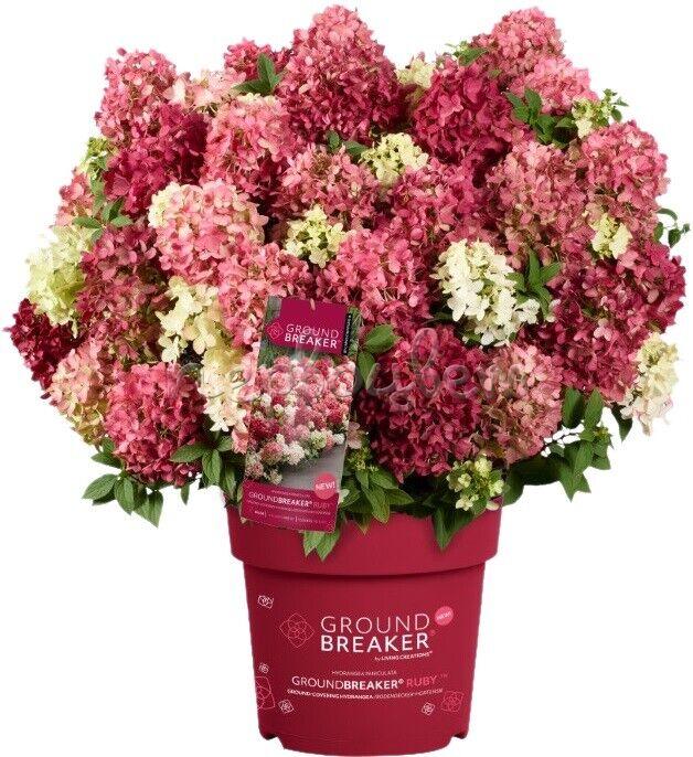 Метельчатая гортензия "Граундбрейкер Руби" (Groundbreaker Ruby)