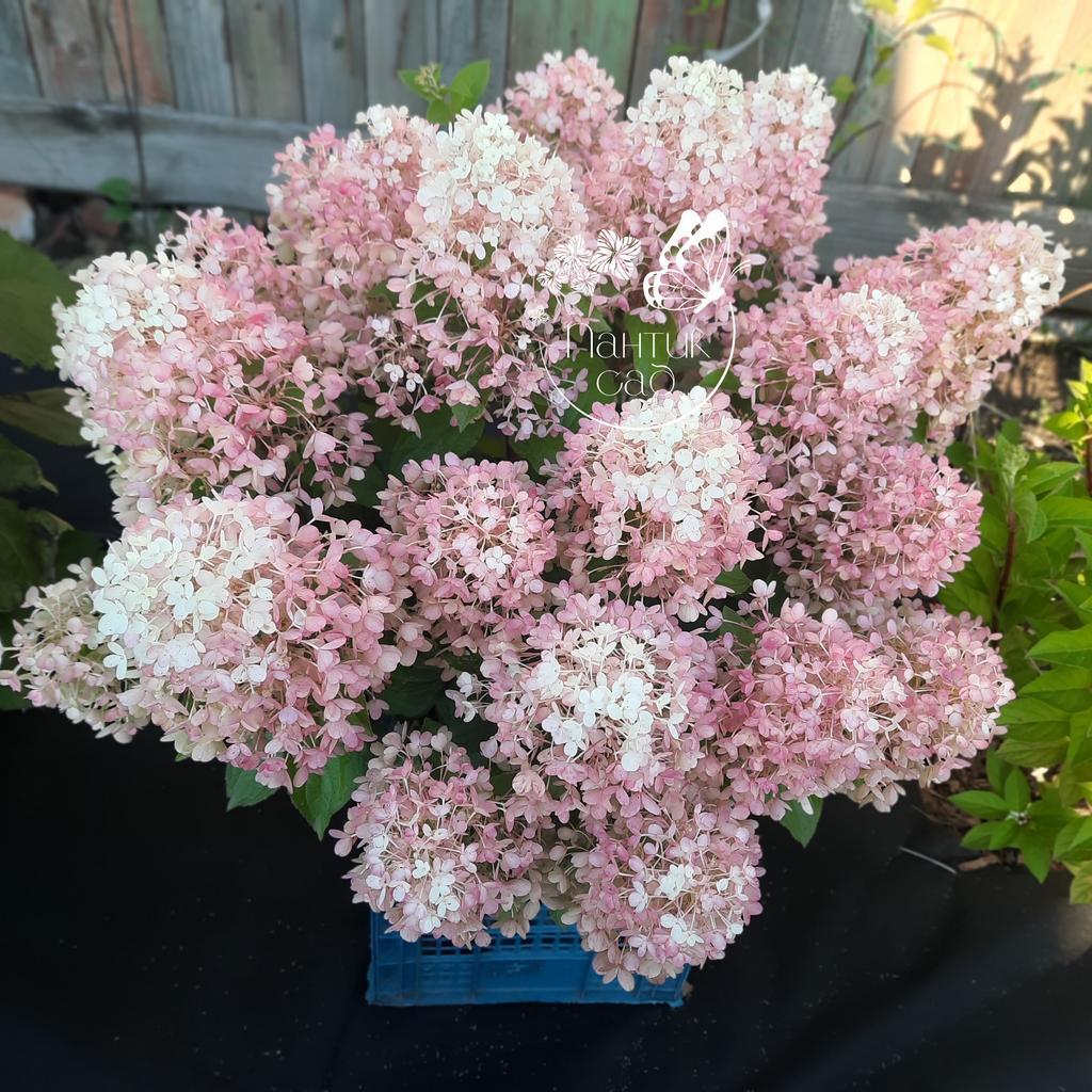 Метельчатая гортензия "Милк энд Хани" (Milk and Honey)