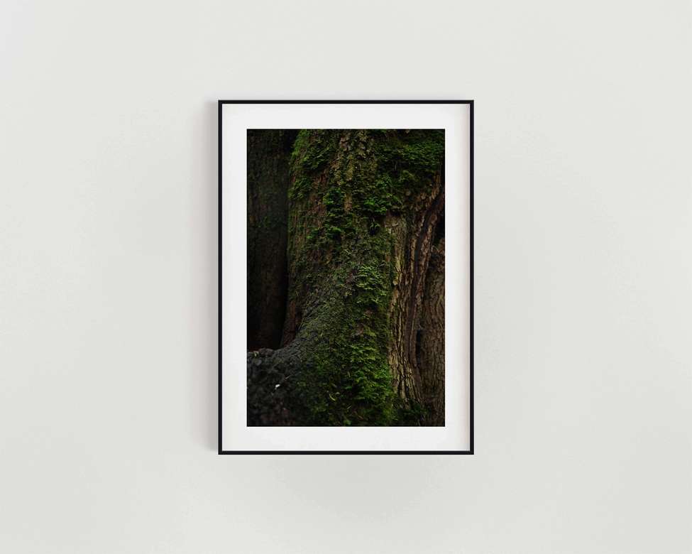 Дерево. Штат Орегон, США