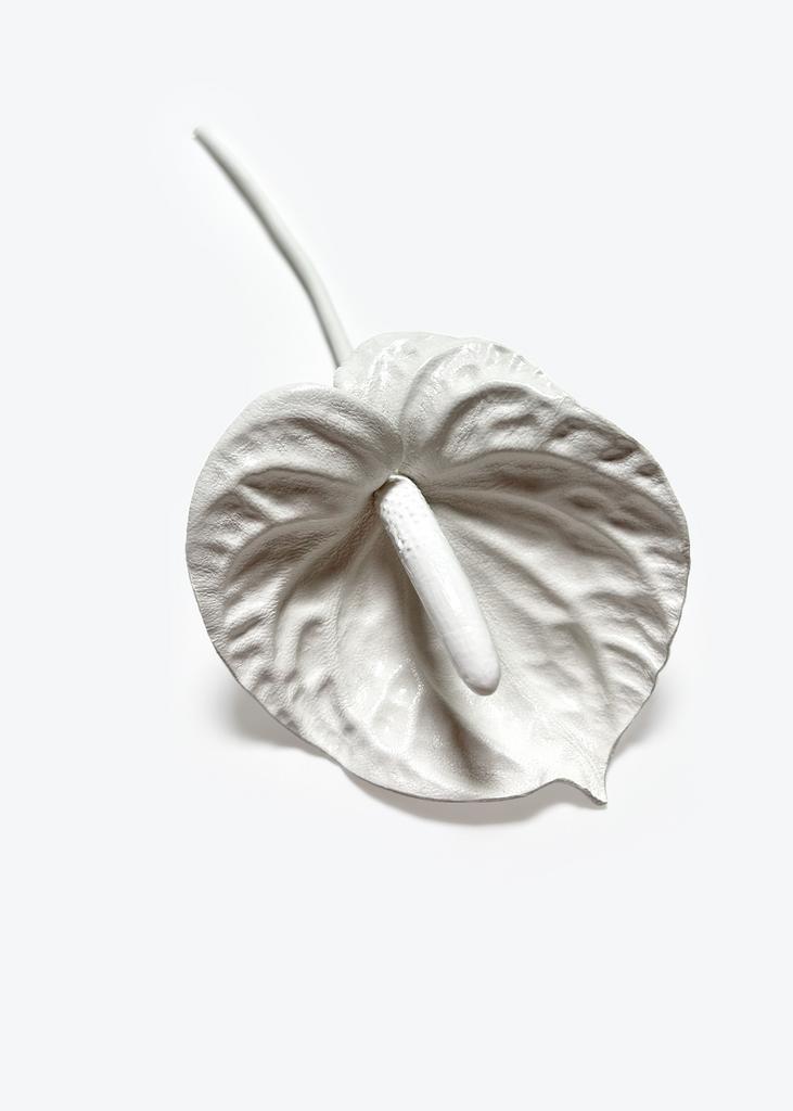 Anthurium white