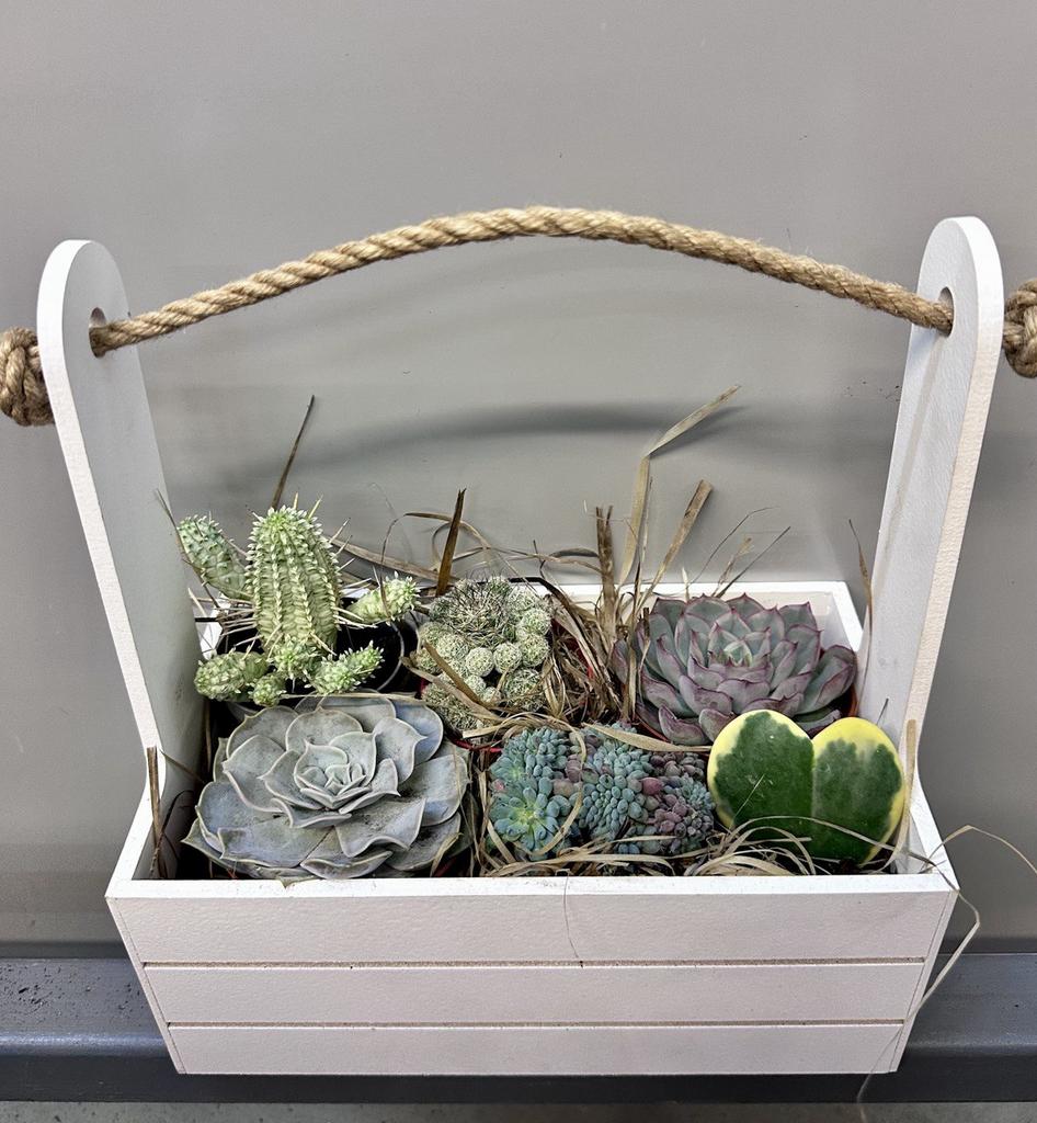 Композиции "Суккуленты"