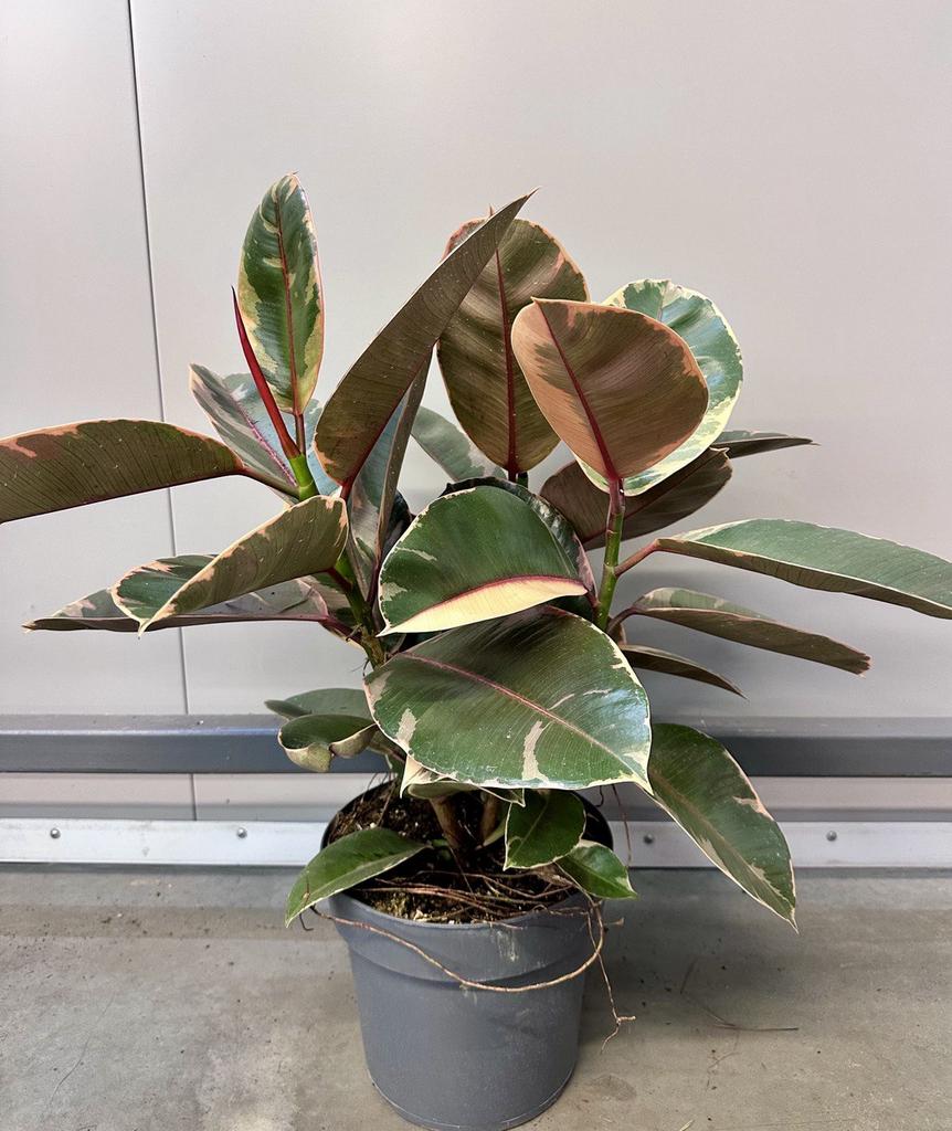 Фикус Эластика