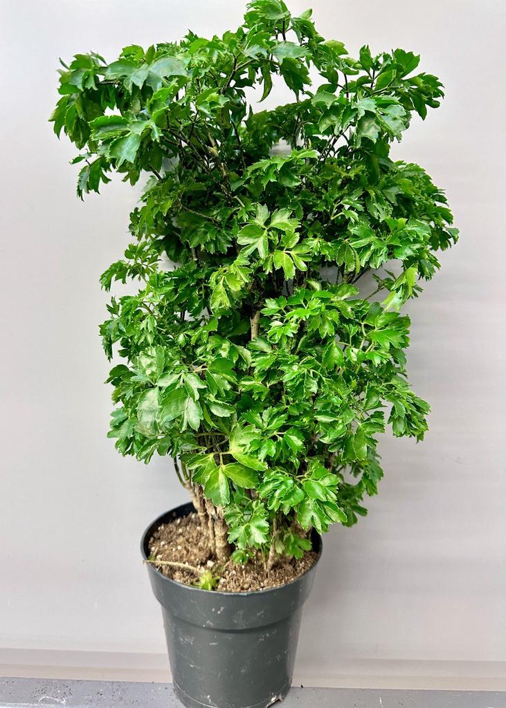 Полисциас Робл