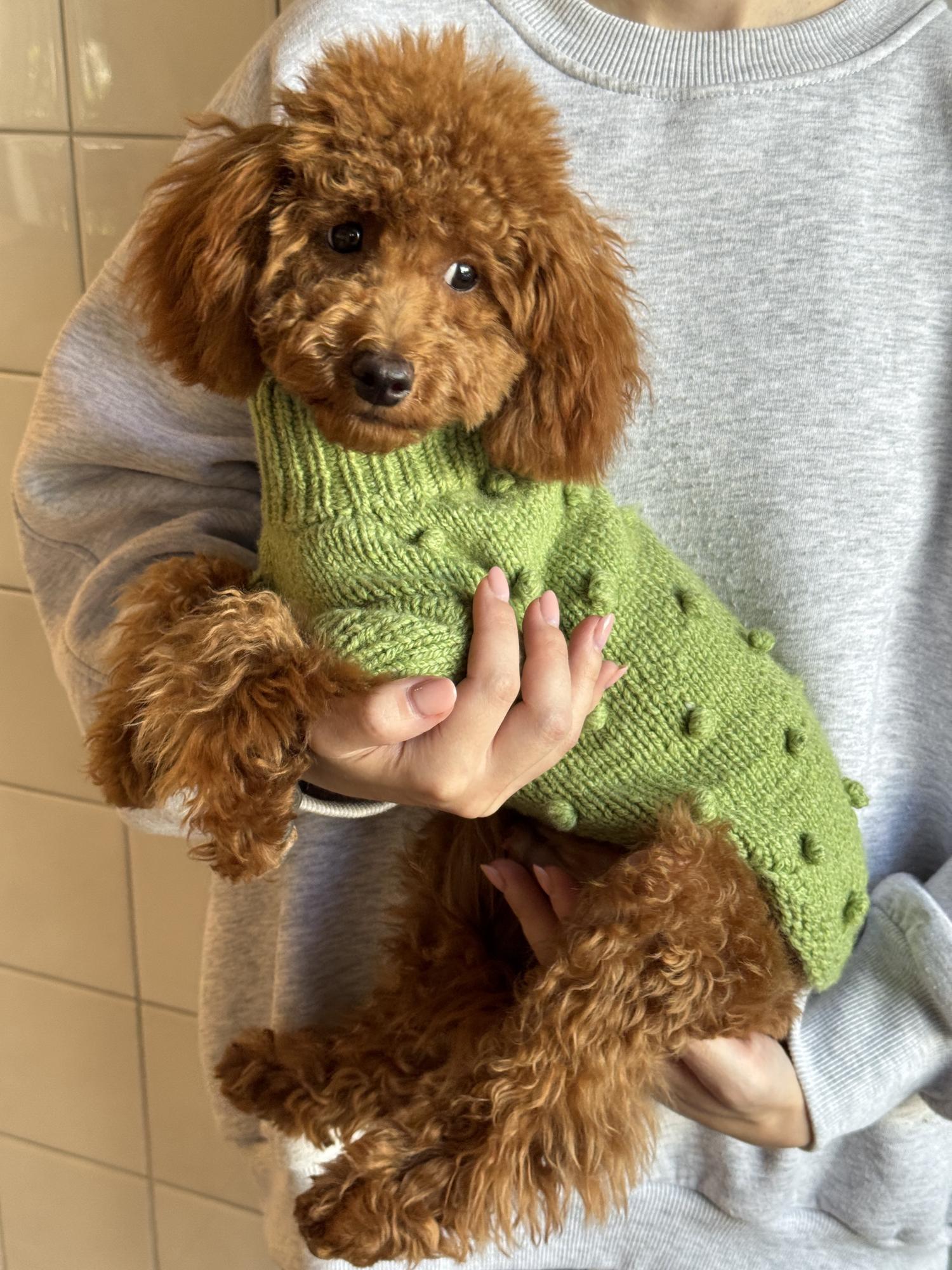 СВИТЕР ДЛЯ ЛЮБИМЦА "ТЕДДИ"