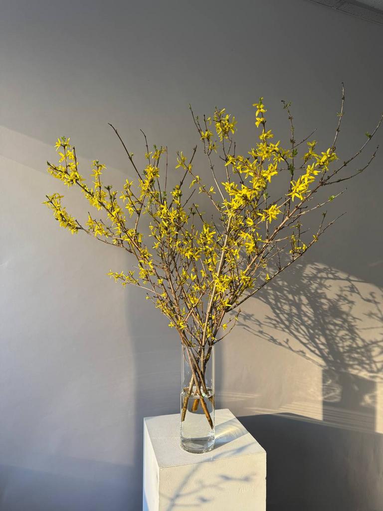 ЦВЕТЫ В ИНТЕРЬЕР "ФОРЗИЦИЯ"