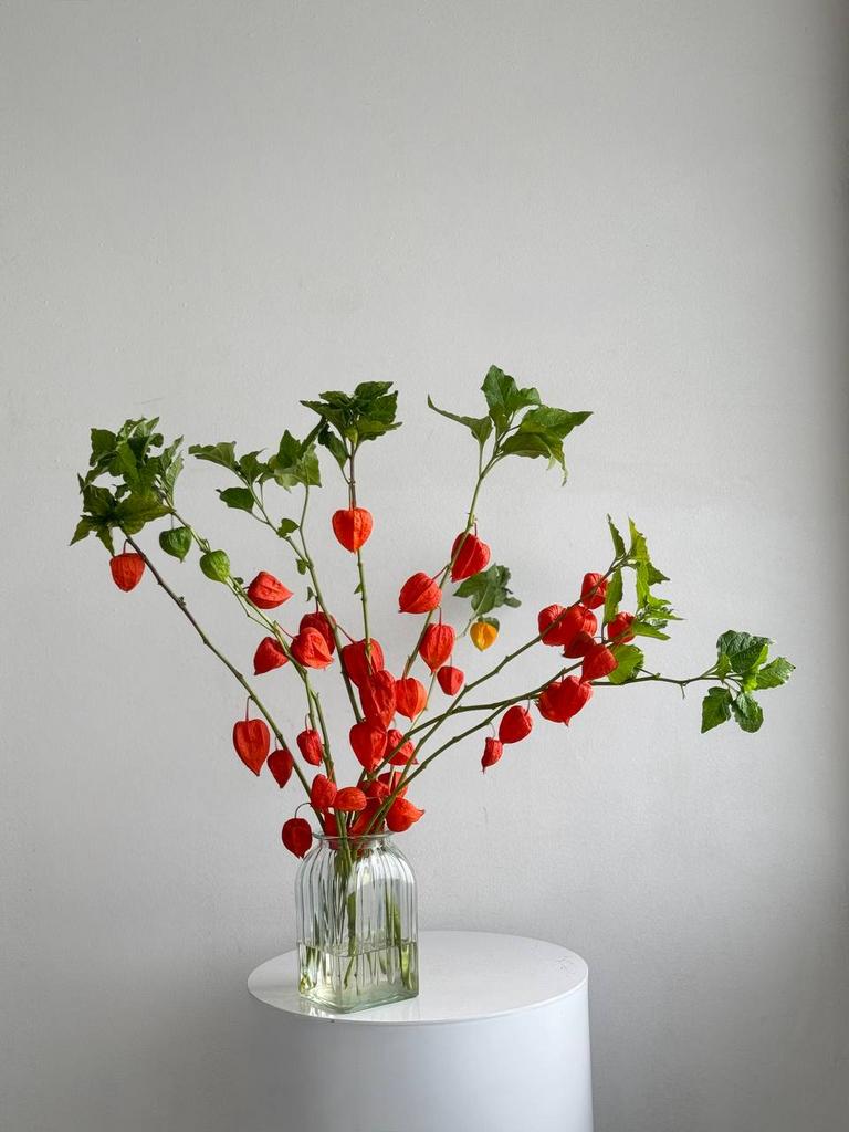 ЦВЕТЫ В ИНТЕРЬЕР "ФИЗАЛИС"