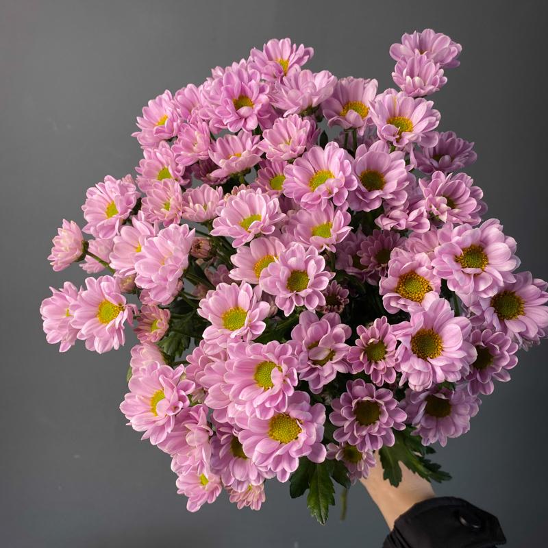 5 хризантем "Сантини"