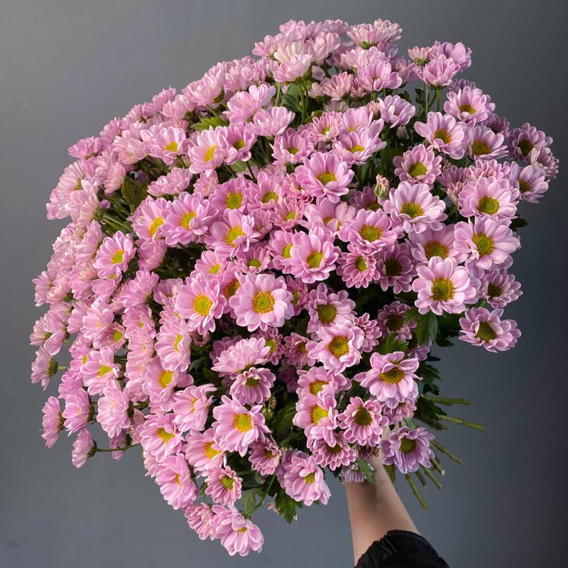 25 хризантем "Сантини"