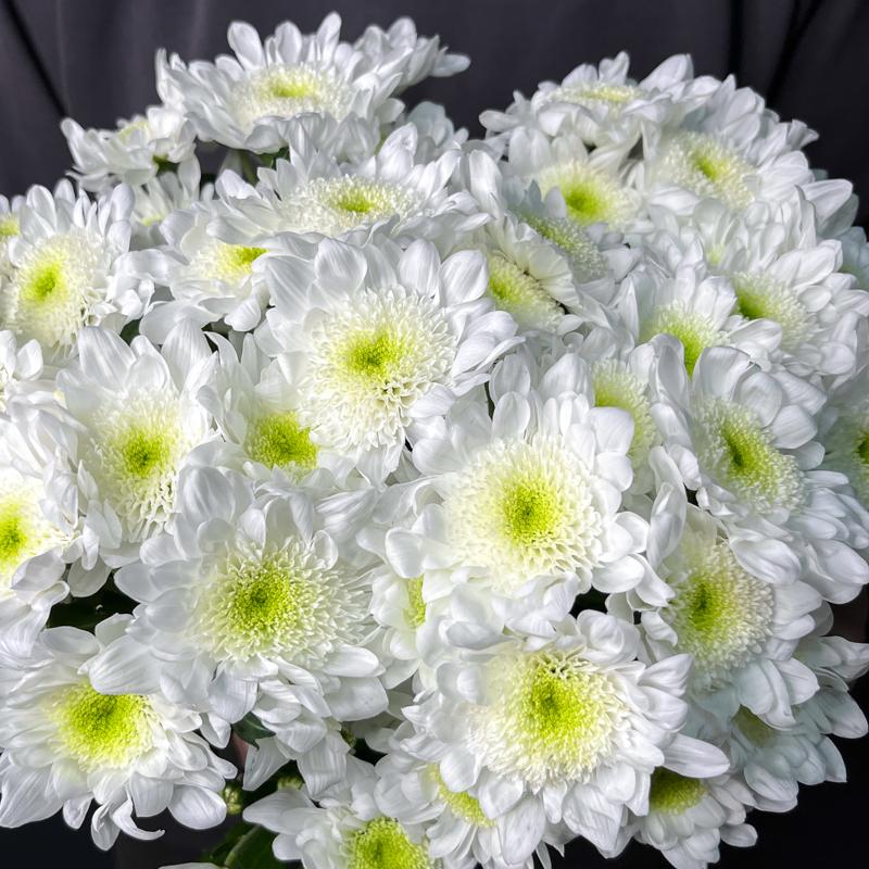 5 хризантем "Радость"