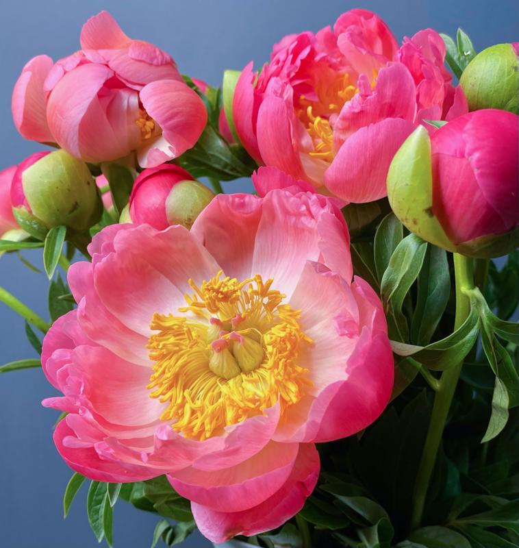 Пионы "Корал шарм", 5 шт.