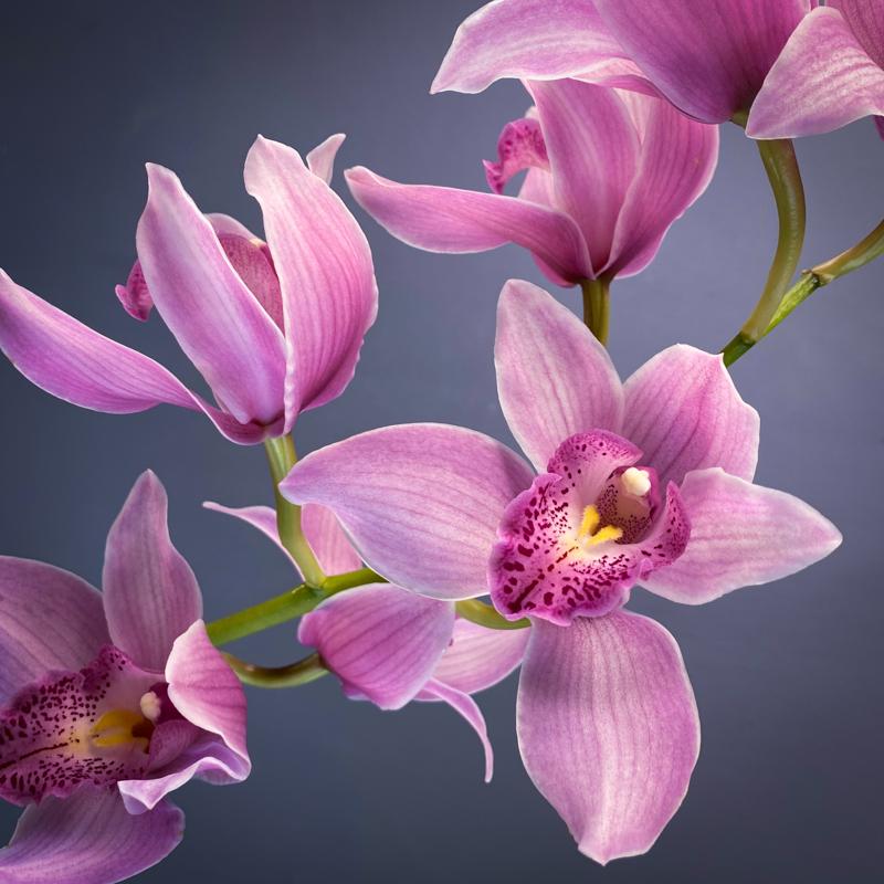 Цимбидиум (Орхидея), 5 шт.