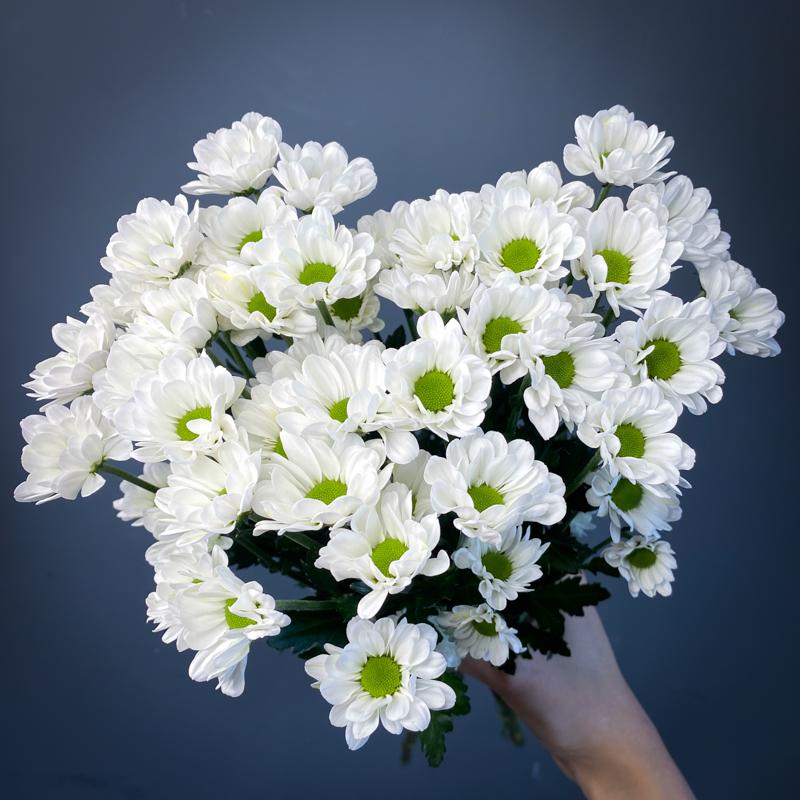 5 белых хризантем "Сантини"