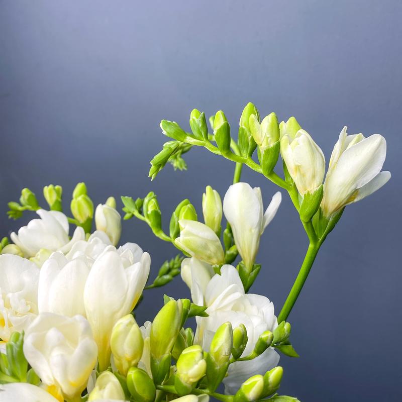 Фрезия белая, 15 шт.