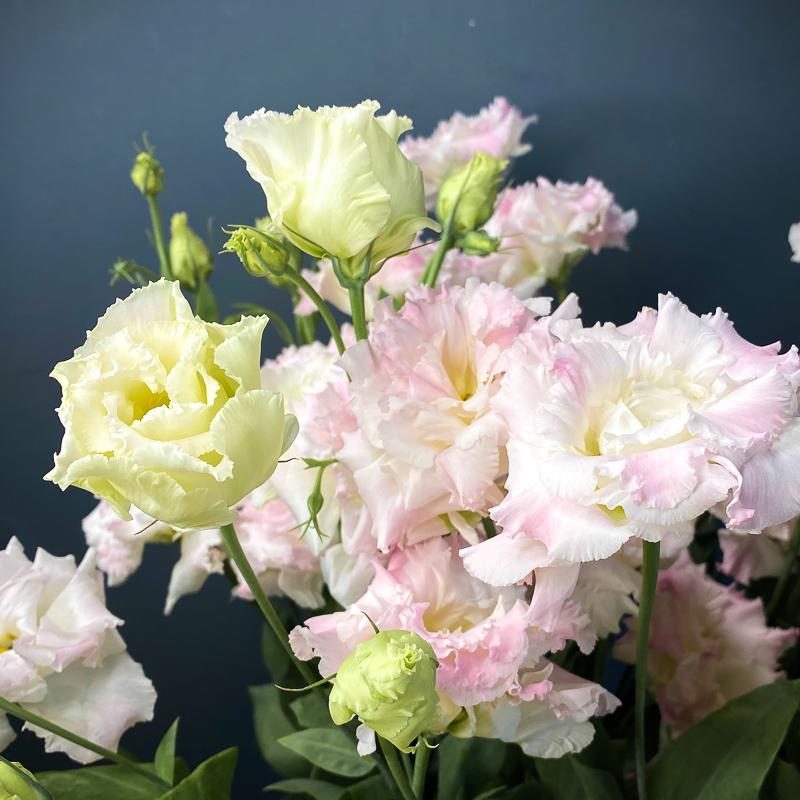 Эустома розовая, 10 шт.