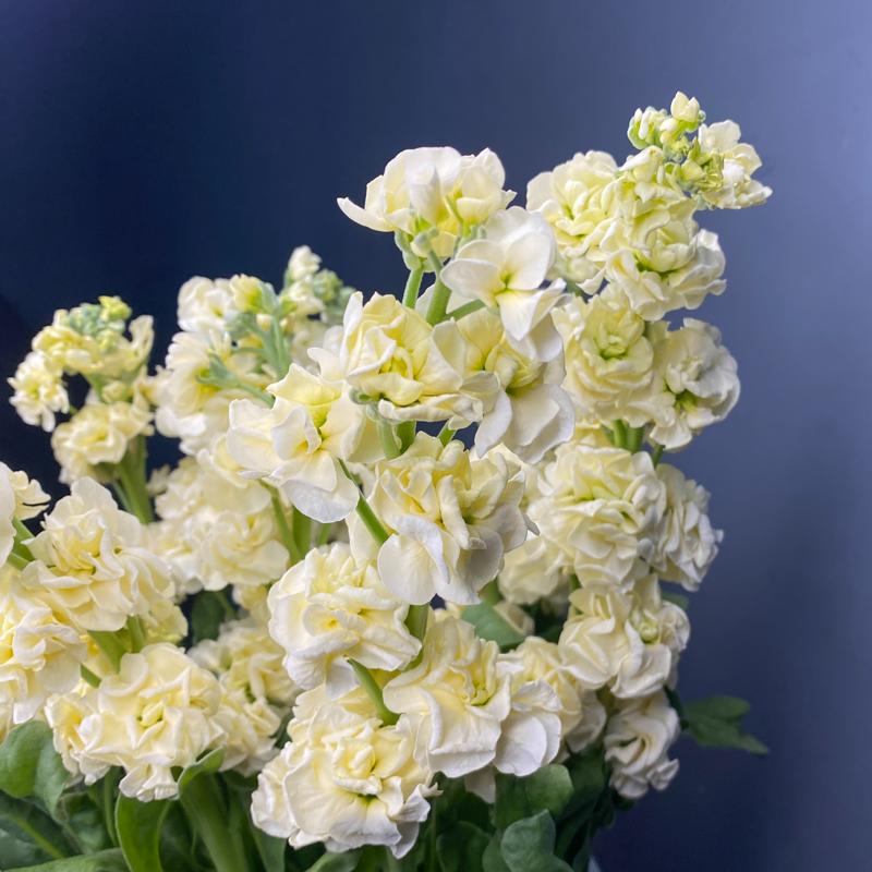 Маттиола желтая, 5 шт.