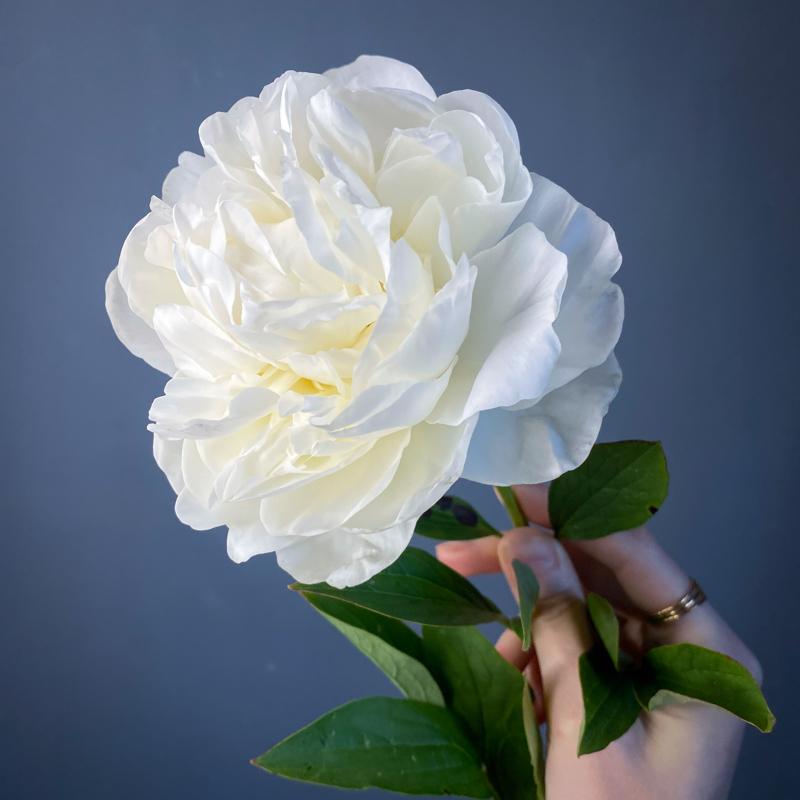 Пионы белые - 5 шт.