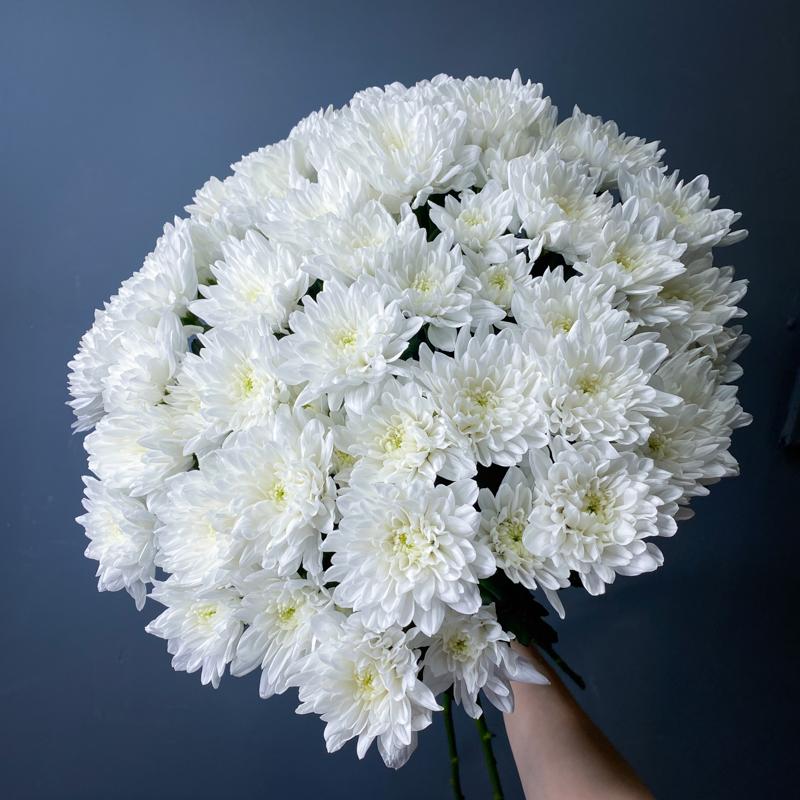 15 хризантем "Балтика"