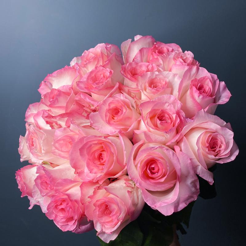 розовые розы Булевард доставка