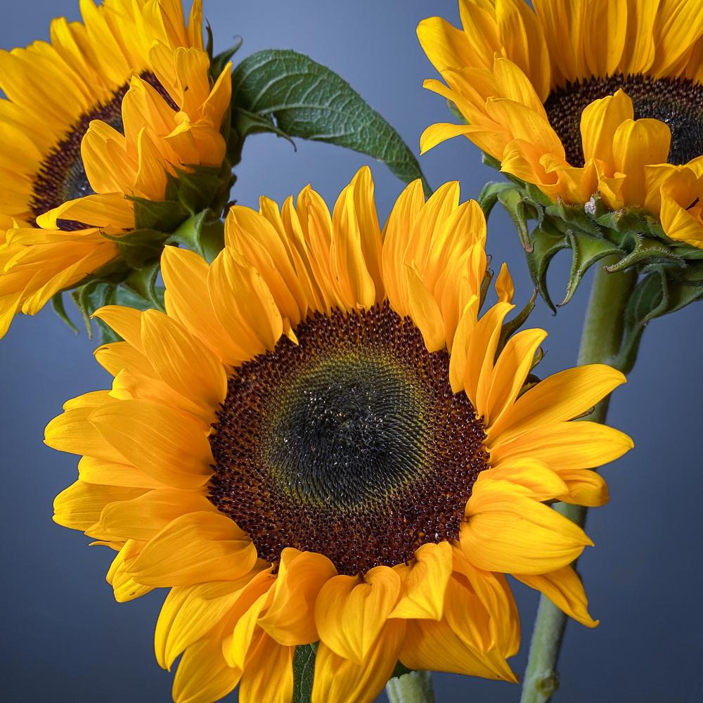 Подсолнух 1 шт.