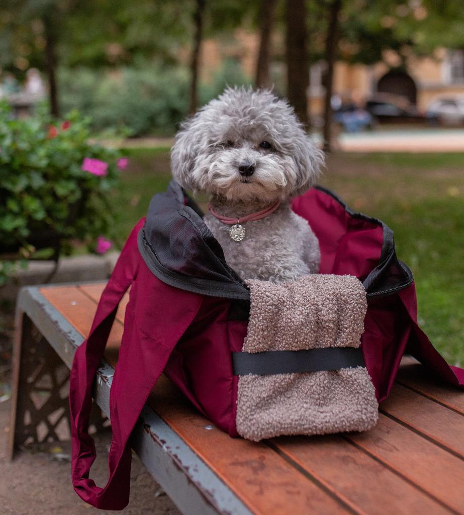 Псумка переноска Бордо Limited Edition