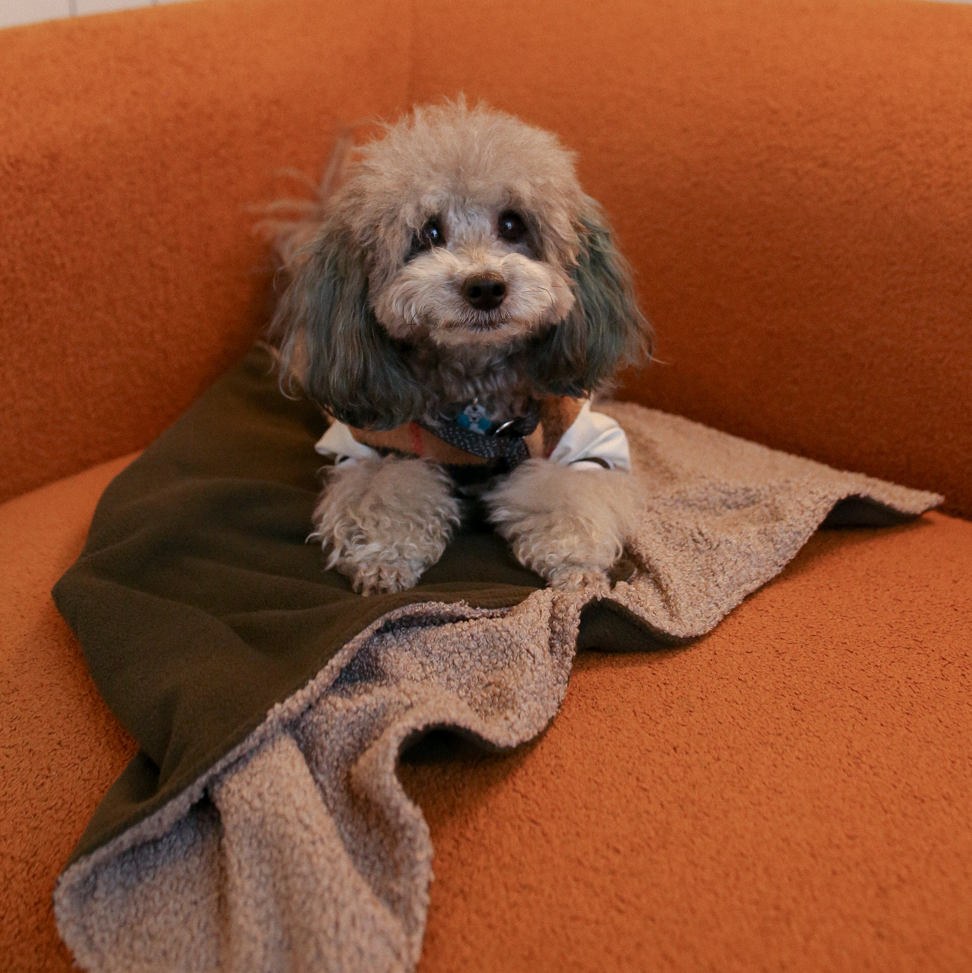 Пледик для животных барашка (зимний вариант)