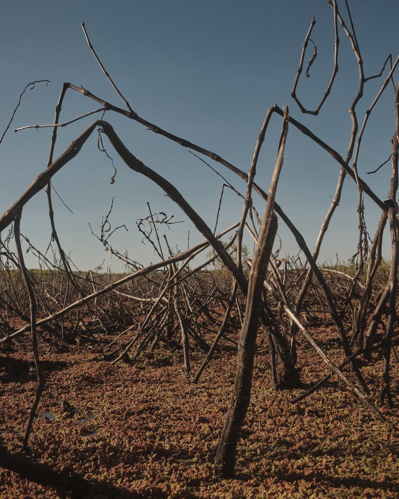 Fragments of a Forgotten Landscape