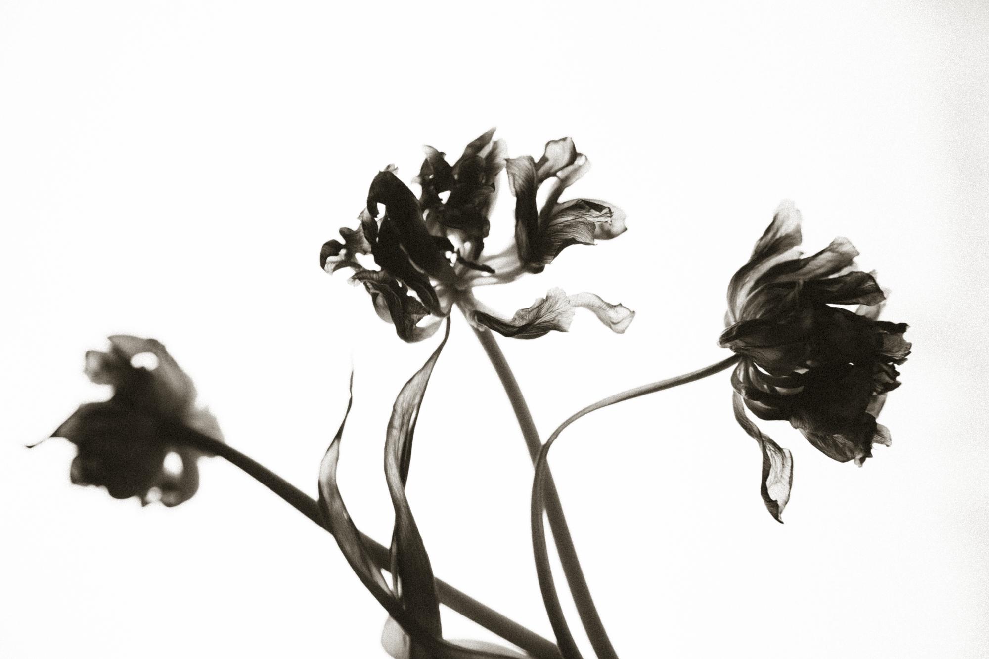 ПРИНТ "ТРИ СЕСТРЫ"