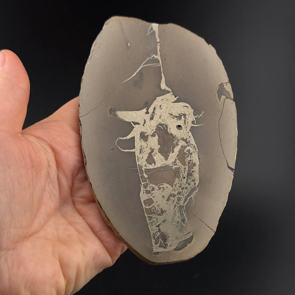 Полированный срез септарии с пиритом