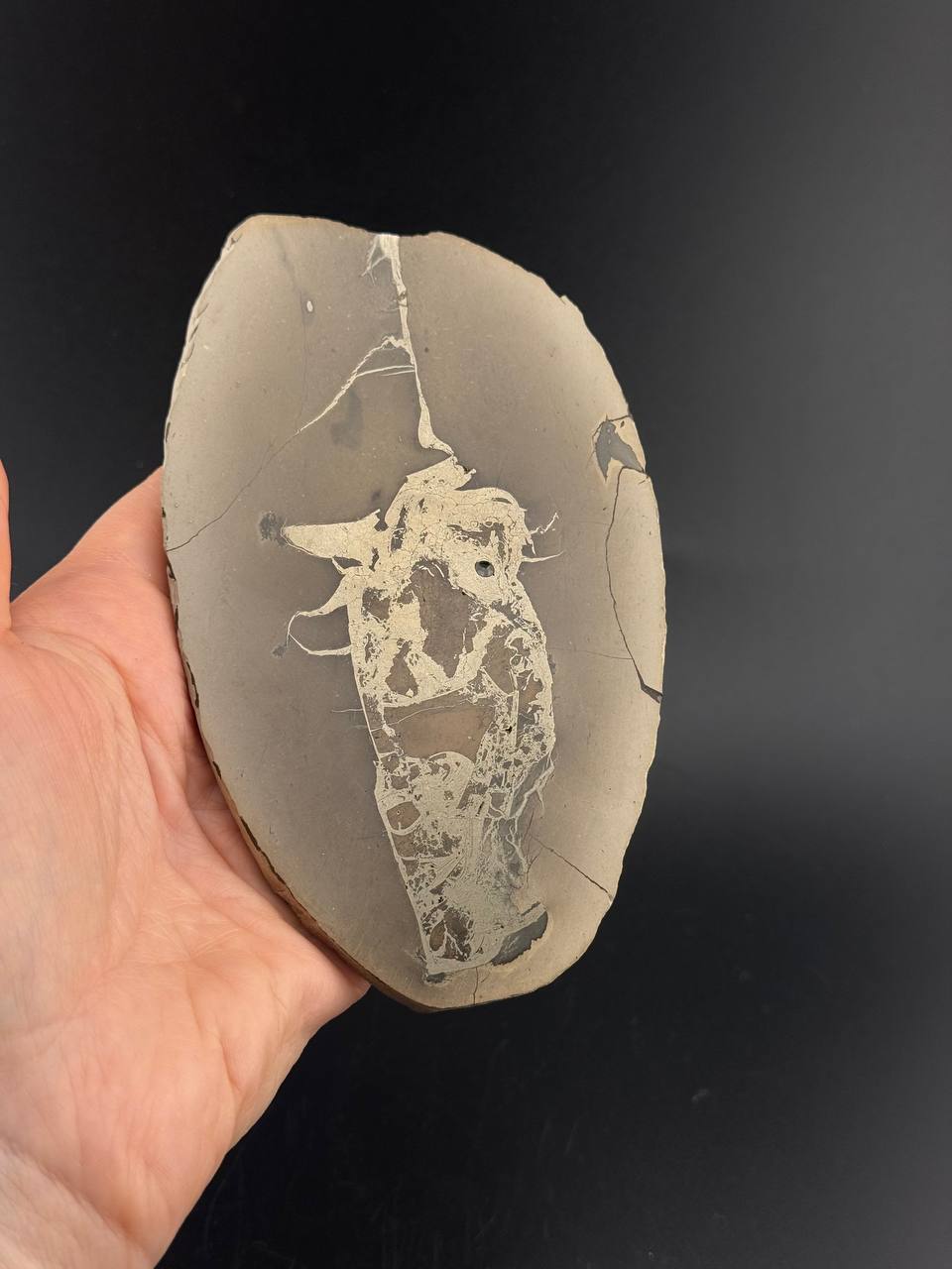 Полированный срез септарии с пиритом