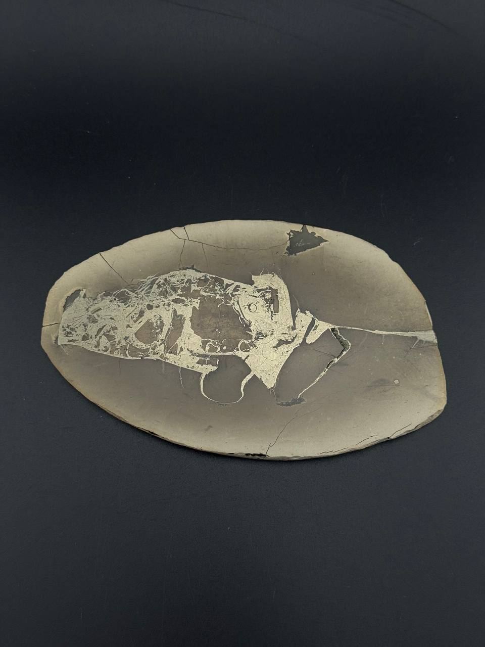 Полированный срез септарии с пиритом