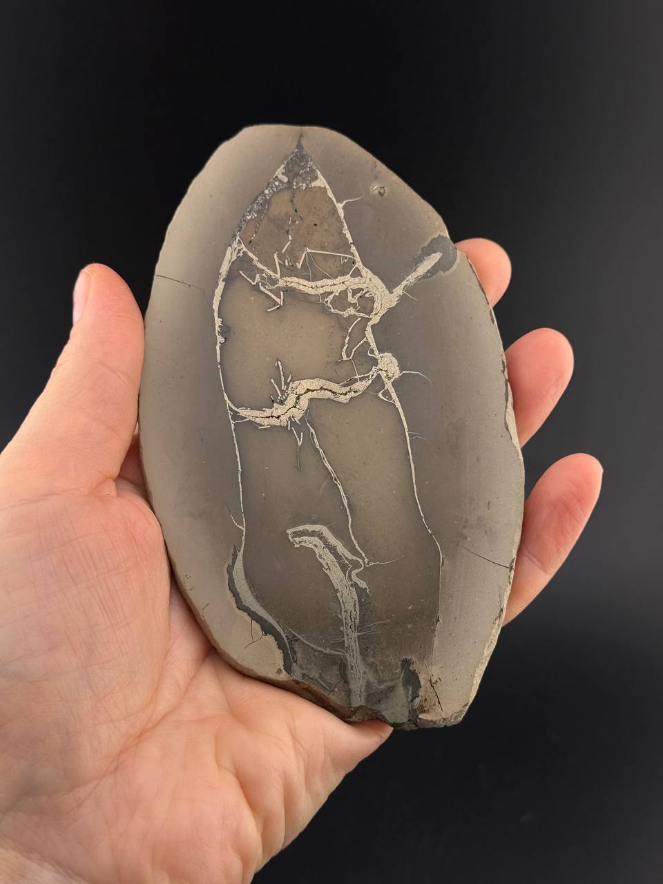 Полированный срез септарии с пиритом