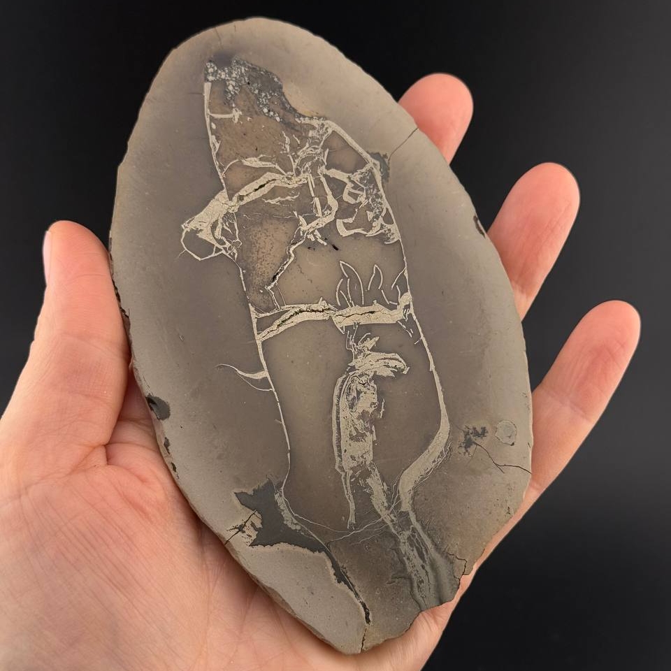 Полированный срез септарии с пиритом