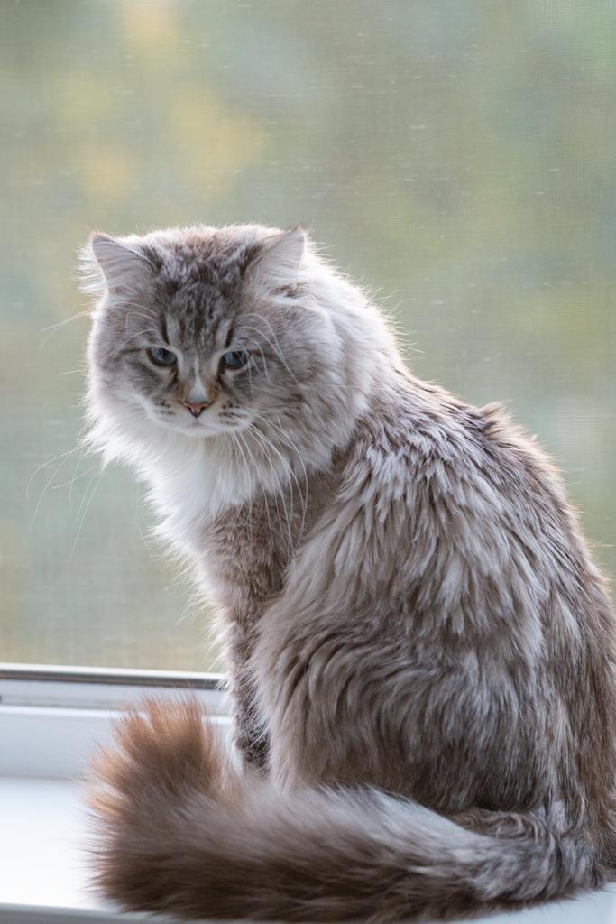 Эфир о сущностях