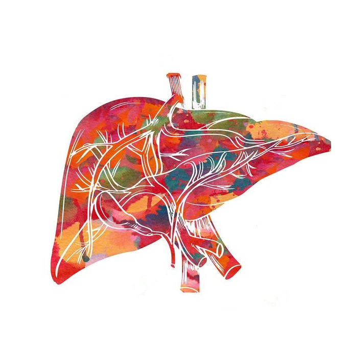 6 - 7 декабря 2025 Москва. Семинар №3. «Печень и желчный пузырь»