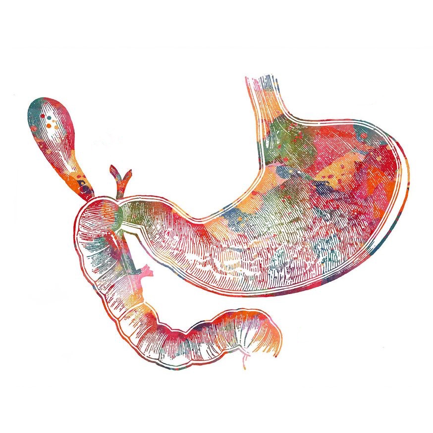 31 января - 1 февраля 2026 Москва. Семинар №4. «Пищевод, желудок, двенадцатиперстная кишка»