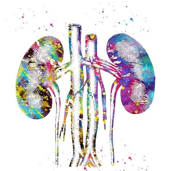 28 февраля - 1 марта 2026 Москва. Семинар №5. «Поджелудочная железа, селезенка, почки»