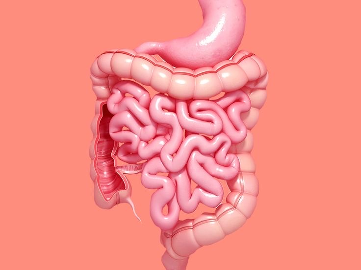 4 - 5 апреля 2026 Москва. Семинар №6. «Тонкая и толстая кишка»
