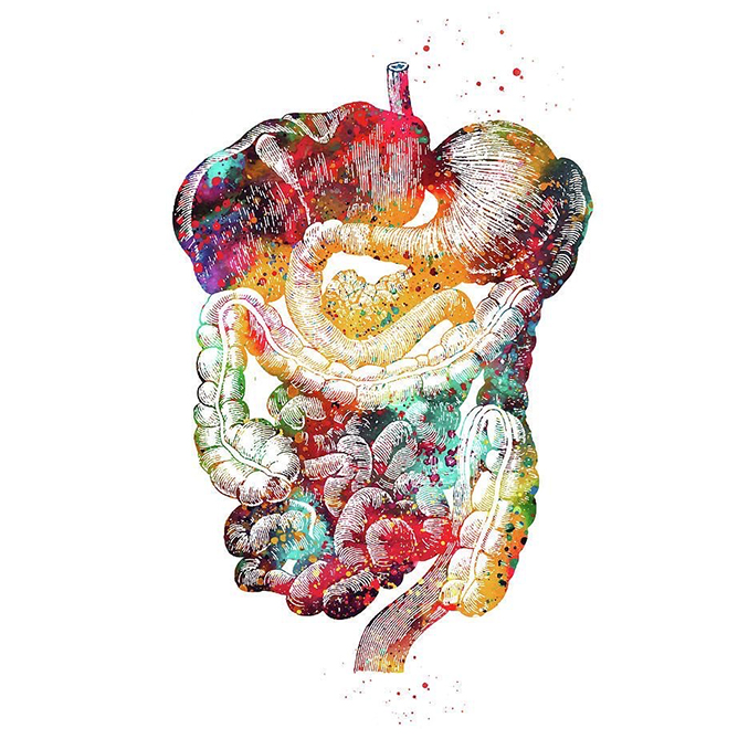 9 - 12 апреля 2026 Москва. «Диссекция торса, висцеральные органы»